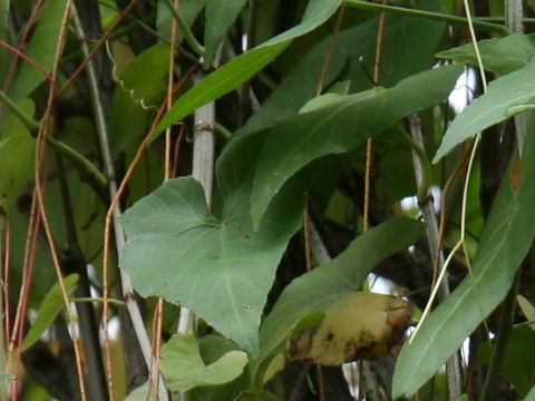 Cissus sicyoides