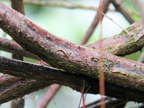 Cissus sicyoides