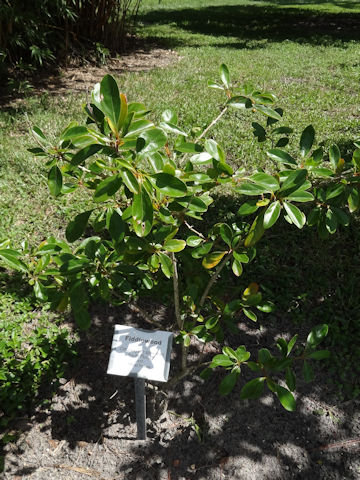 Citharexylum spinosum