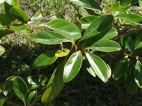 Citharexylum spinosum