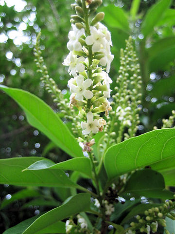 Citharexylum spinosum