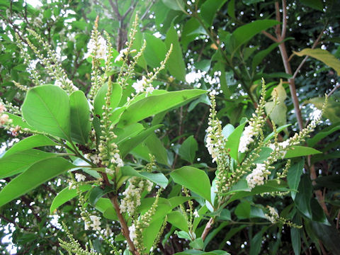 Citharexylum spinosum