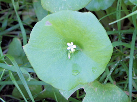 Claytonia perfoliata