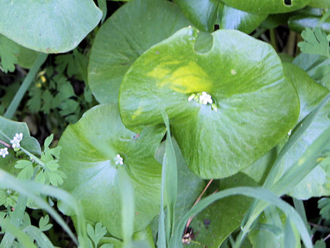 Claytonia perfoliata