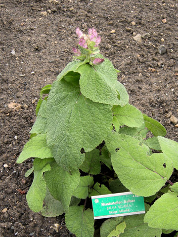 Salvia sclarea