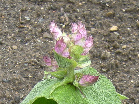 Salvia sclarea