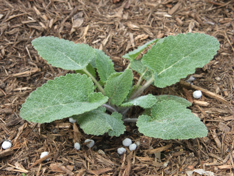 Salvia sclarea