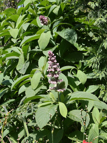 Salvia sclarea