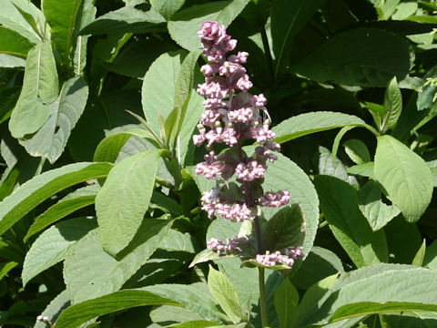 Salvia sclarea