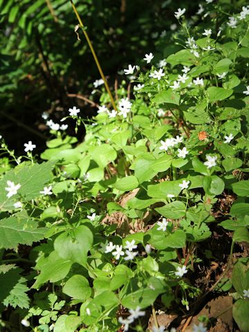 Claytonia sibirica