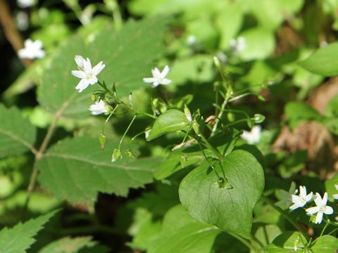 Claytonia sibirica