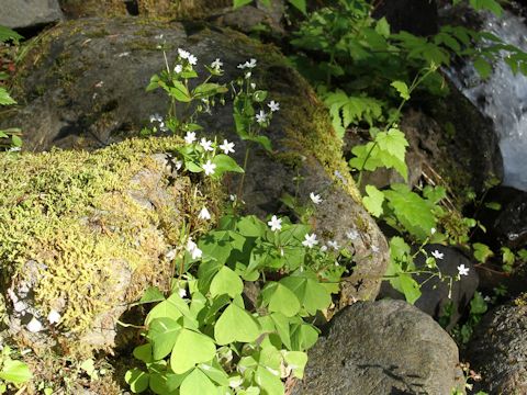 Claytonia sibirica