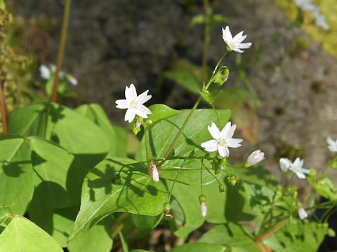 Claytonia sibirica