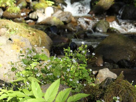 Claytonia sibirica