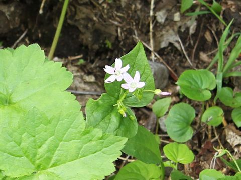 Claytonia sibirica