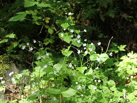 Claytonia sibirica