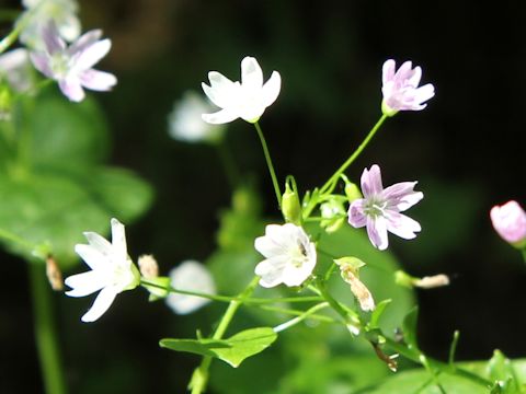 Claytonia sibirica