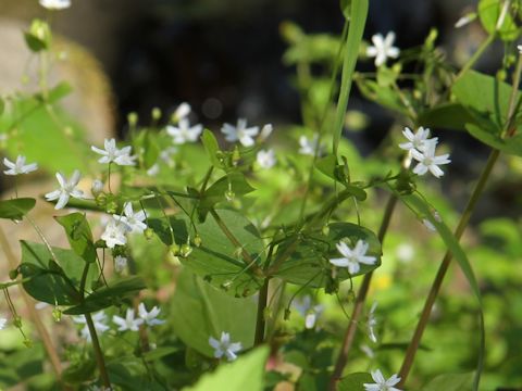 Claytonia sibirica