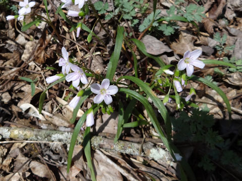 Claytonia virginica