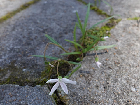 Claytonia virginica