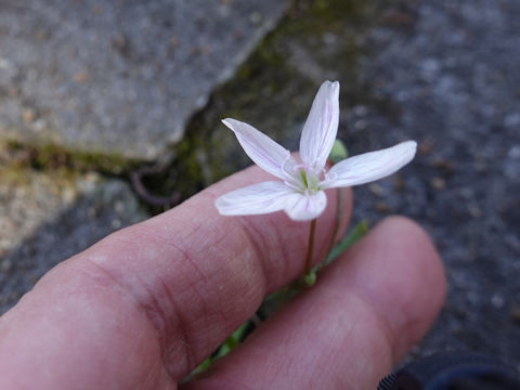 Claytonia virginica