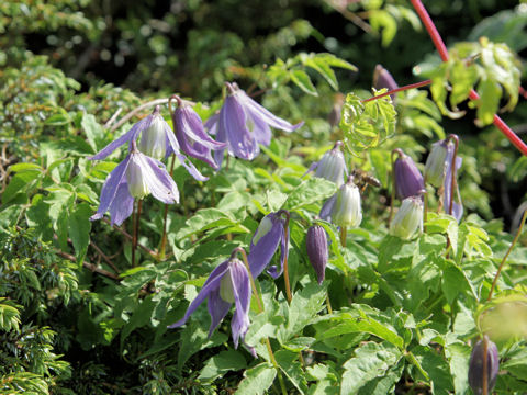 Clematis alpina