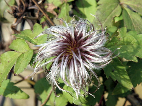 Clematis alpina