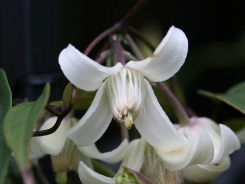 Clematis anshunensis