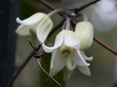 Clematis anshunensis