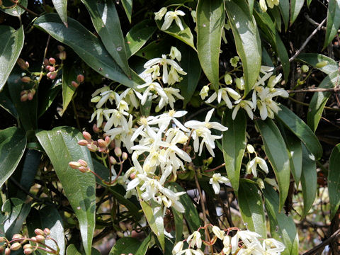 Clematis armandii cv. Apple Blossom