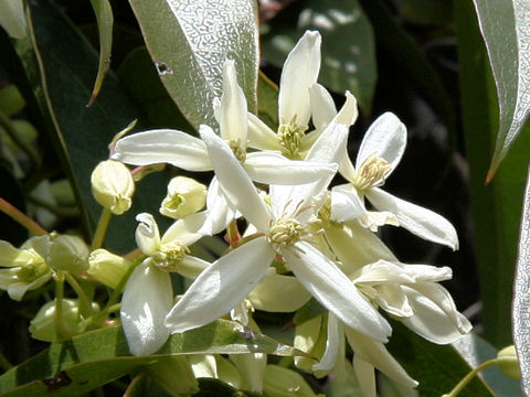 Clematis armandii cv. Apple Blossom