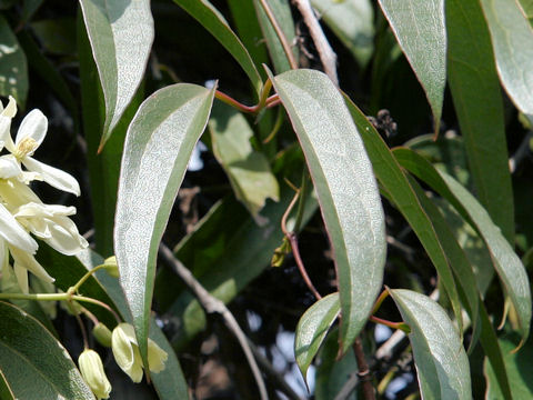 Clematis armandii cv. Apple Blossom