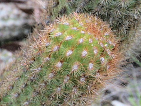Cleistocactus baumannii