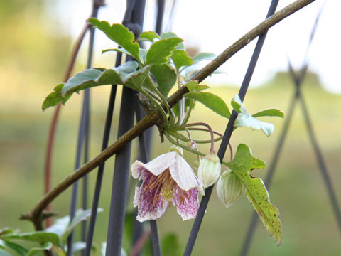 Clematis calycina cv. Hie