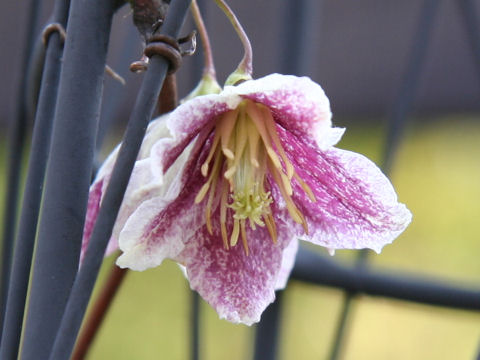 Clematis calycina cv. Hie