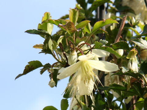 Clematis cirrhosa