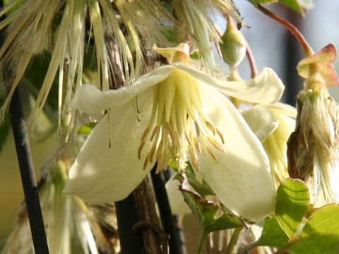 Clematis cirrhosa