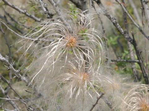 Clematis drummondii