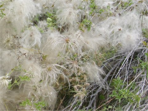 Clematis drummondii