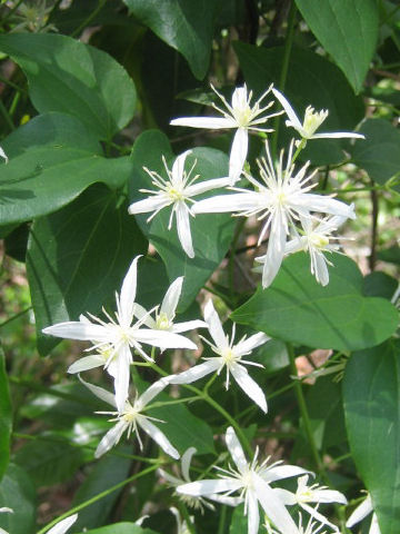 Clematis glycinoides