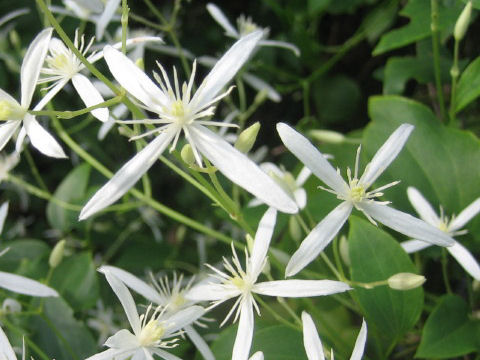 Clematis glycinoides