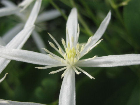 Clematis glycinoides