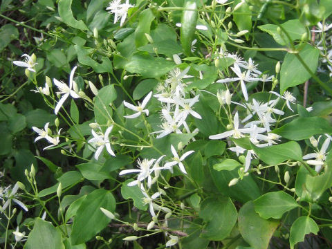 Clematis glycinoides