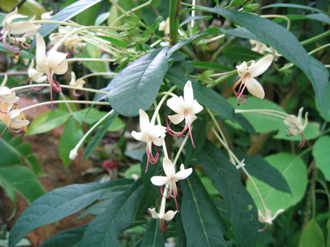 Clerodendrum indicum