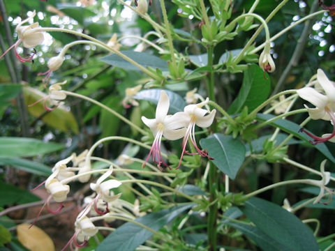 Clerodendrum indicum