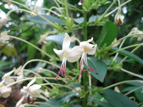 Clerodendrum indicum