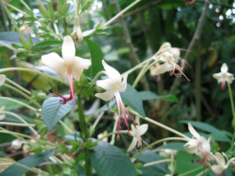 Clerodendrum indicum