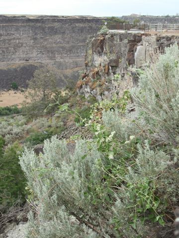 Clematis ligusticifolia