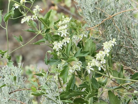 Clematis ligusticifolia