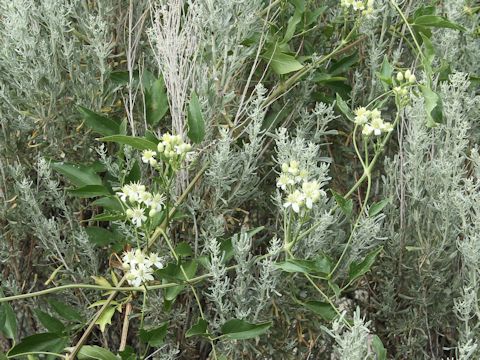 Clematis ligusticifolia